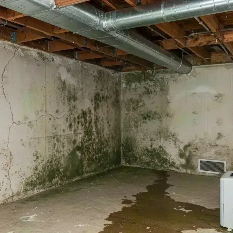 Professional Mold Removal in Shepherdstown, WV